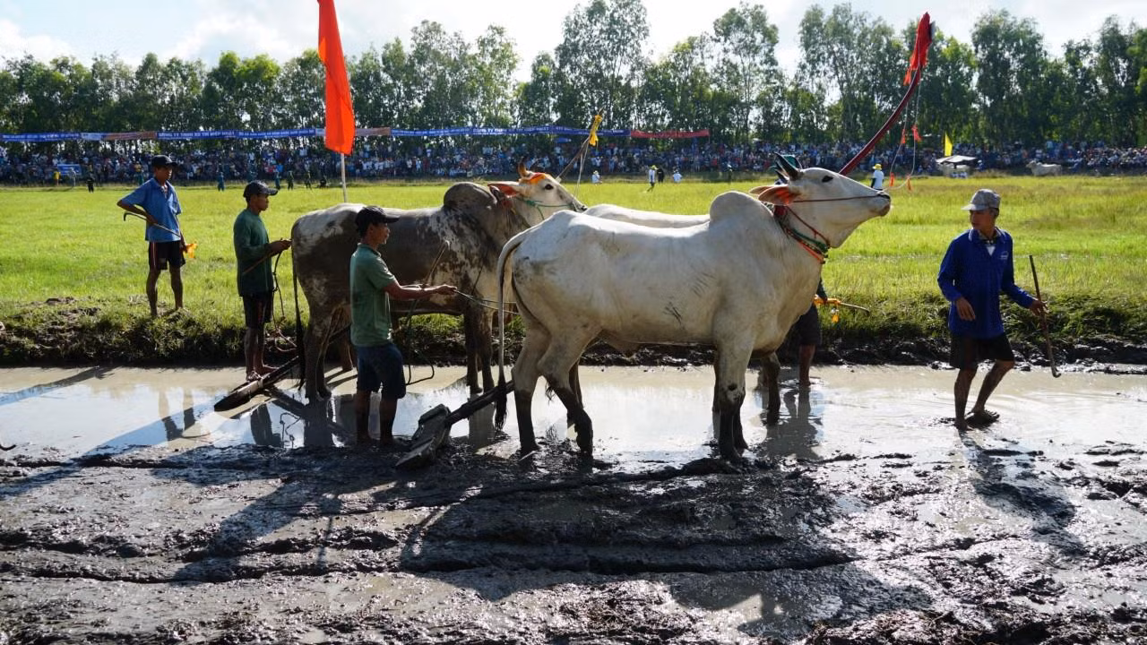 Hầu hết, các đôi bò trong cuộc thi lần này đã được tuyển chọn đại diện cho các phum sóc và xuất sắc vượt qua vòng thi đấu cấp huyện.