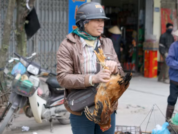 Gà trống cũng được nhiều người dân lựa chọn trong ngày cúng ông Công ông Táo