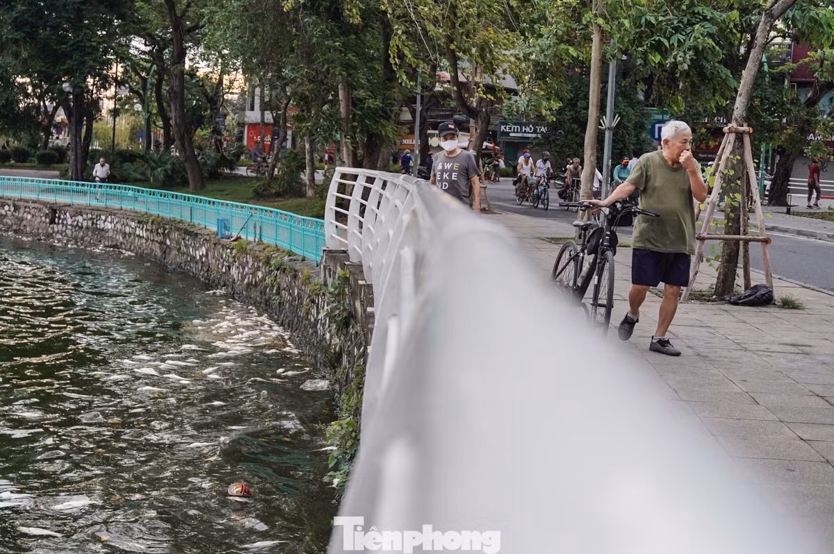 Tình trạng cá bốc mùi, thối rữa khiến cho nhiều người dân đi qua khu vực hồ Tây cảm thấy rất khó chịu.