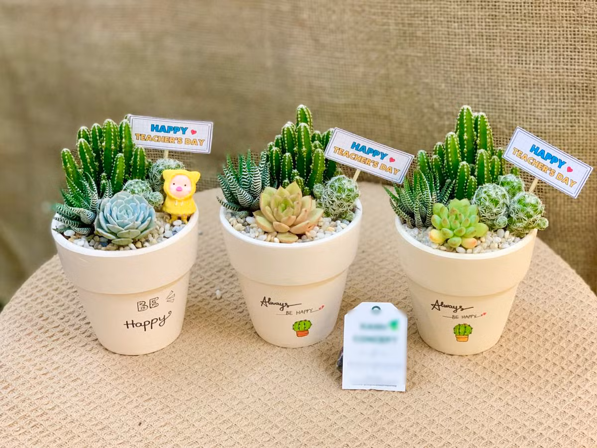 Sen đá và cây cảnh mini có giá dưới 100.000 đồng, giúp học trò có thể mua dễ dàng.