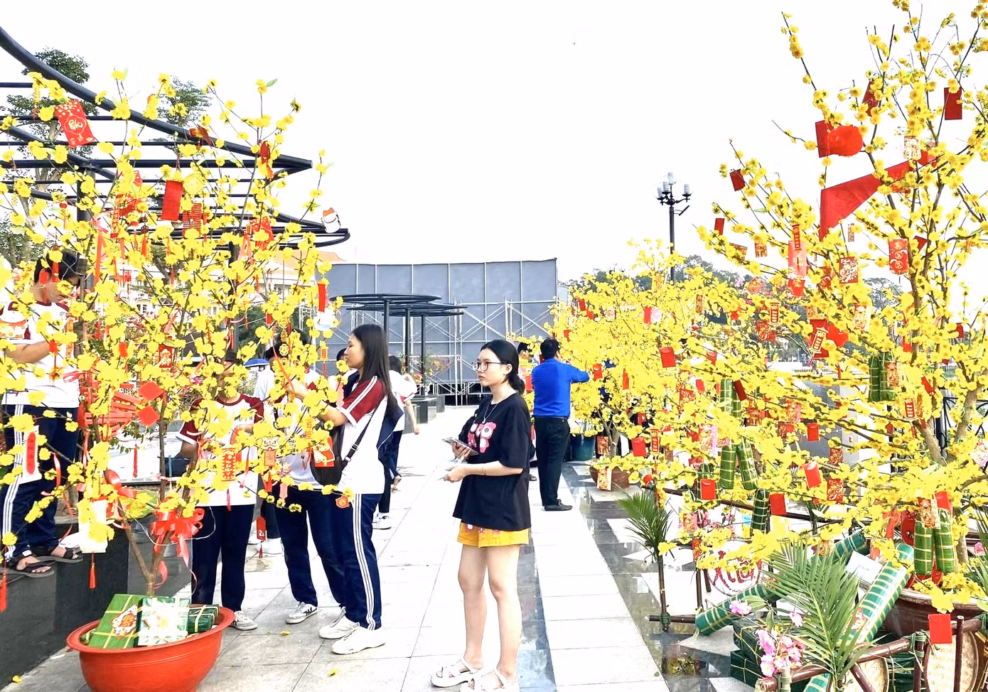 Mai vàng thu hút giới trẻ chụp ảnh