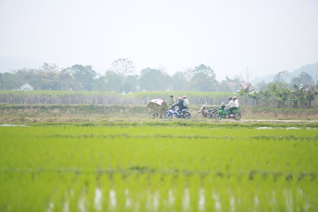Những ngày đầu năm mới, bà con nông dân khắp các huyện của tỉnh Nghệ An xuống đồng chăm sóc, gieo cấy lúa Đông Xuân với niềm hi vọng mùa màng bội thu.