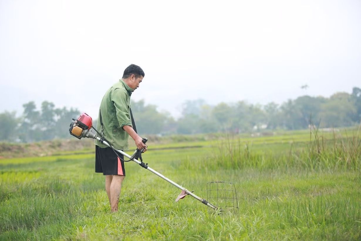 Ông Hoàng Văn Dũng (xã Thanh Khai, huyện Thanh Chương) cho hay, gia đình đã cấy lúa trong Tết. Tuy nhiên do ruộng lúa bị chuột cắn phá, nên sáng nay chị ra đồng nhổ tỉa những chỗ dày để cấy dặm vào những chỗ thưa, đồng thời cỏ được cắt sạch sẽ và đem về làm thức ăn cho gia súc, gia cầm.