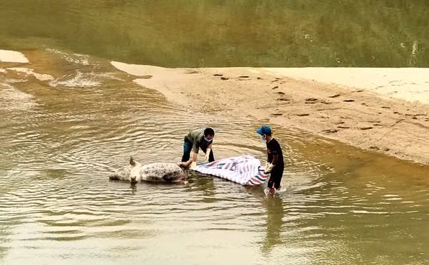 Lực lượng chức năng xã Thanh Lĩnh vớt xác lợn chết trên sông Trai. Lực lượng chức năng xã Thanh Lĩnh vớt xác lợn chết trên sông Trai.