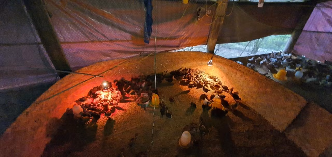 Mỗi năm gia đình ông Pó cung cấp ra thị trường hàng nghìn con gà giống Mỗi năm gia đình ông Pó cung cấp ra thị trường hàng nghìn con gà giống