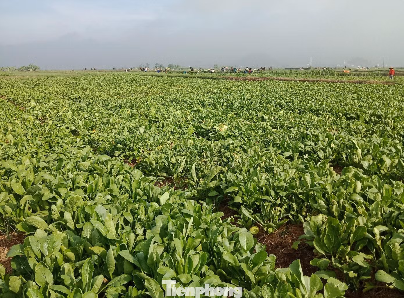 Hàng nghìn tấn rau ở xã Nghi Thuận đã đến kỳ thu hoạch nhưng không có người mua Hàng nghìn tấn rau ở xã Nghi Thuận đã đến kỳ thu hoạch nhưng không có người mua