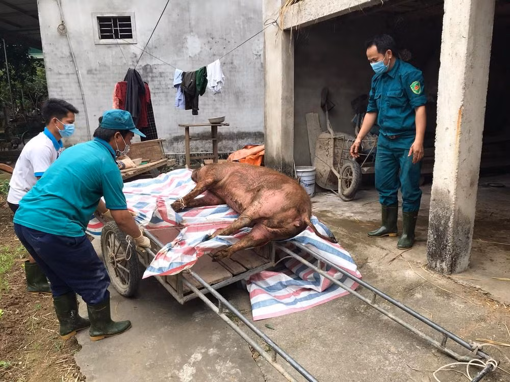 Huyện Thanh Chương đã tiêu hủy 170 tấn lợn nhiễm dịch bệnh. Huyện Thanh Chương đã tiêu hủy 170 tấn lợn nhiễm dịch bệnh.