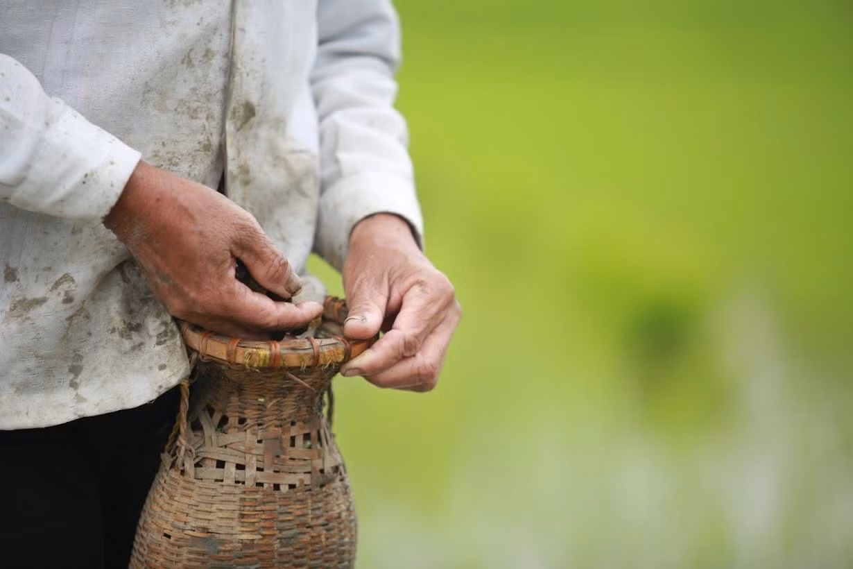 Nhặt bỏ những con ốc bươu có hại với cây lúa.