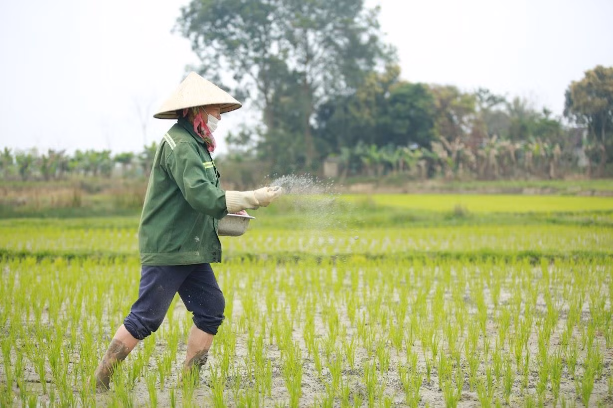 Nhiều người dân đã cấy lúa sớm từ trước Tết Nguyên đán, đầu xuân năm mới cũng tranh thủ ra đồng vãi phân, chăm sóc cây lúa.