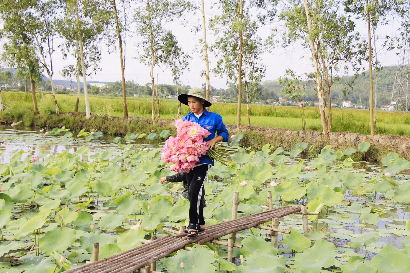 Đầm sen của chàng trai Nguyễn Văn Hòe Đầm sen của chàng trai Nguyễn Văn Hòe