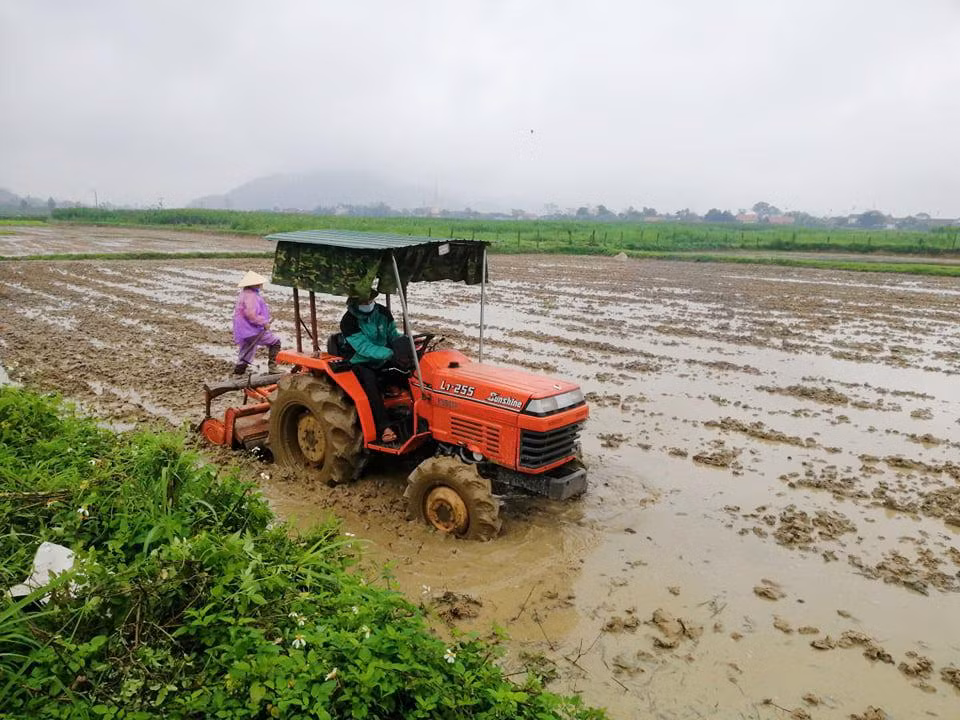 Ghi nhận sáng mùng 6 Tết Nguyên đán, trên các cánh đồng lúa huyện Thanh Chương (Nghệ An), từ sáng sớm đã có rất đông bà con nông dân ra thăm đồng đầu xuân năm mới. Khí thế lao động hối hả hứa hẹn một vụ mùa thắng lợi.