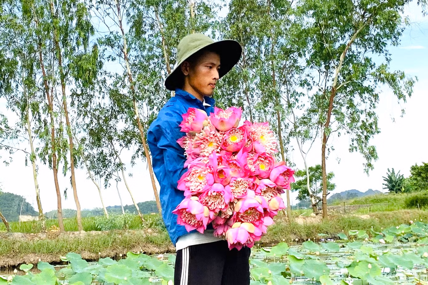 Mỗi ngày Hòe xuất bán 200 đến 300 bông sen. Mỗi ngày Hòe xuất bán 200 đến 300 bông sen.