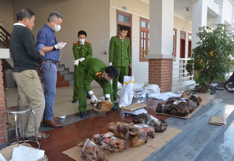 Hàng chục cá thể động vật quý hiếm (đã chết) được thu giữ. Hàng chục cá thể động vật quý hiếm (đã chết) được thu giữ.