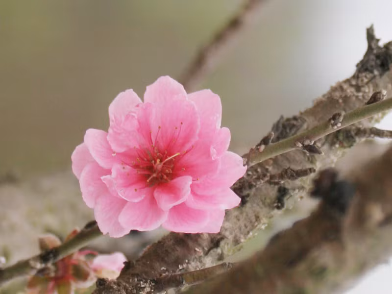 Hoa đào. Ảnh: Xuân Phú Hoa đào