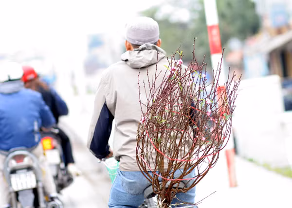 Chở tết về nhà