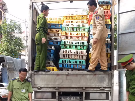 4 tấn gà nhập lậu bị bắt tại bến phà Quang Minh, Ba Vì, Hà Nội