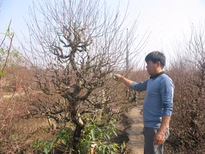 Ông Đỗ Đức Kính mong thời tiết cuối năm thuận lợi để người trồng đào “có” Tết