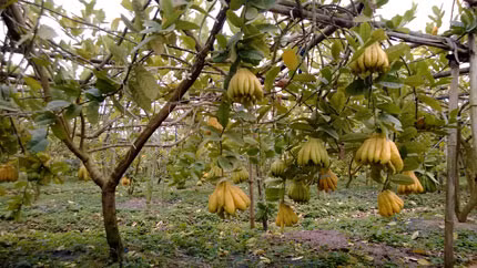 Vườn quả “tâm linh” nhà anh Nguyễn Đức. Ảnh: Q.T. Vườn quả “tâm linh” nhà anh Nguyễn Đức. Ảnh: Q.T