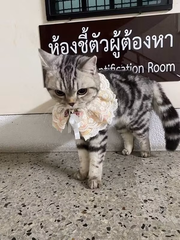 Mèo rất xinh, dù hơi khó tính. Ảnh: Khaosod. Mèo rất xinh, dù hơi khó tính. Ảnh: Khaosod.