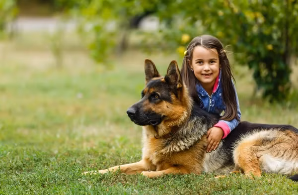 Chó becgie Đức được coi là giống chó thông minh và trung thành nhất. Ảnh: Shutterstock.