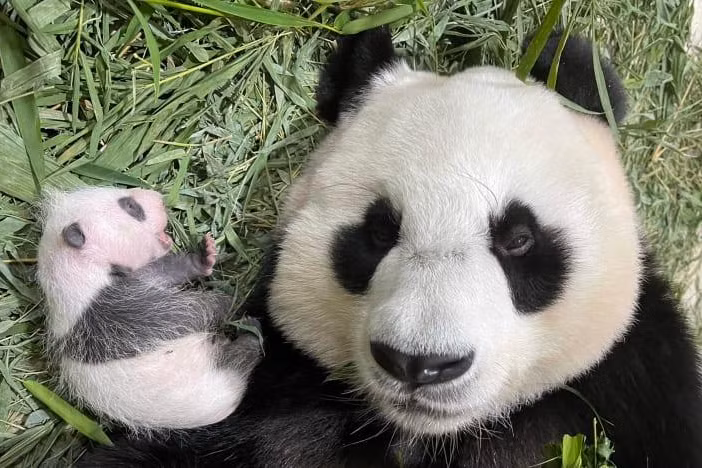 Gấu mẹ Jia Jia và con Gấu mẹ Jia Jia và con