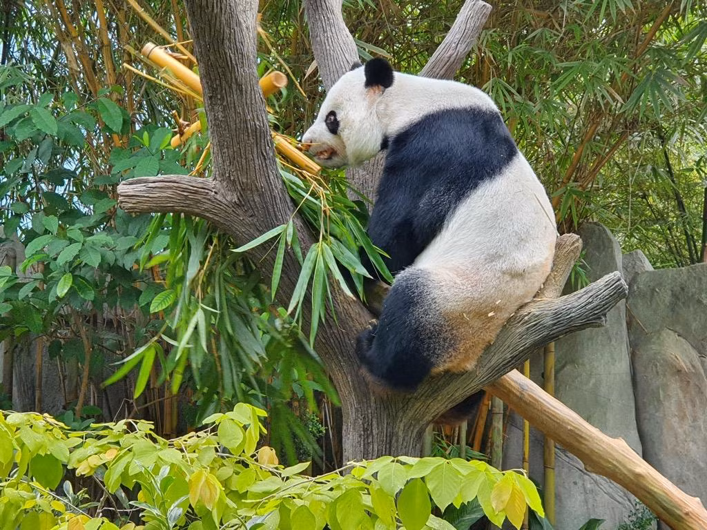 Gấu bố Kai Kai Gấu bố Kai Kai