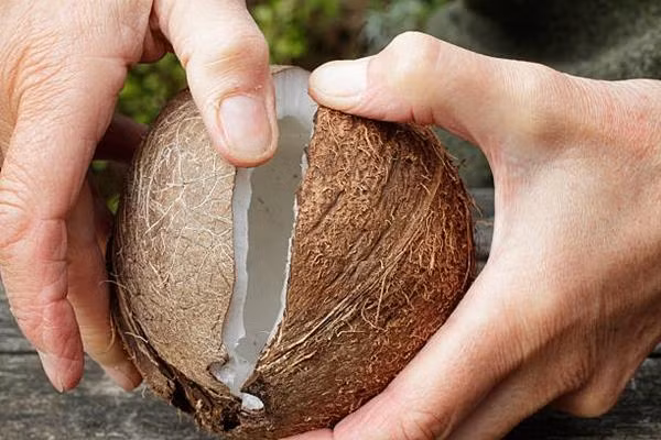 Chặt/ đập vỡ một quả dừa là nghi thức quen thuộc ở Ấn Độ trong nhiều sự kiện. Ảnh minh họa: iStock. Chặt/ đập vỡ một quả dừa là nghi thức quen thuộc ở Ấn Độ trong nhiều sự kiện. Ảnh minh họa: iStock.