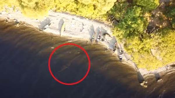 Một số cư dân mạng cho rằng đây chính là "quái vật hồ Loch Ness" (cổ dài và đầu hướng vào bờ). Ảnh: YouTube. Một số cư dân mạng cho rằng đây chính là "quái vật hồ Loch Ness" (cổ dài và đầu hướng vào bờ). Ảnh: YouTube.