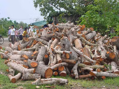 Chặt điều làm củi