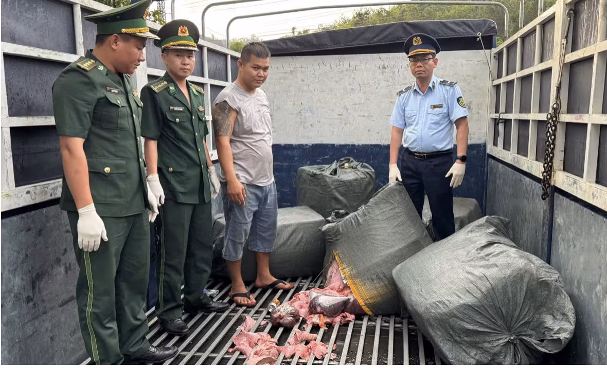 Đồn Biên phòng CKQT Lao Bảo cùng các lực lượng phát hiện vụ vận chuyển 600 kg lòng lợn không rõ nguồn gốc