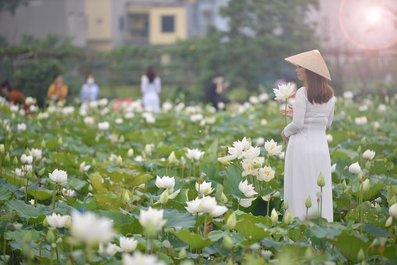 Đầm sen trắng nhẹ nhàng, tinh khiết.