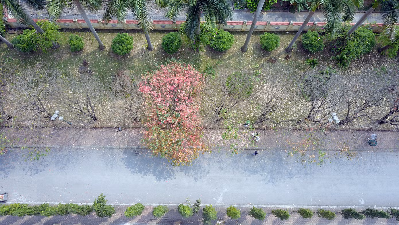 Hàng cây lộc vừng dài khoảng 100m. Ảnh: DƯƠNG TRIỀU Hàng cây lộc vừng dài khoảng 100m. Ảnh: DƯƠNG TRIỀU
