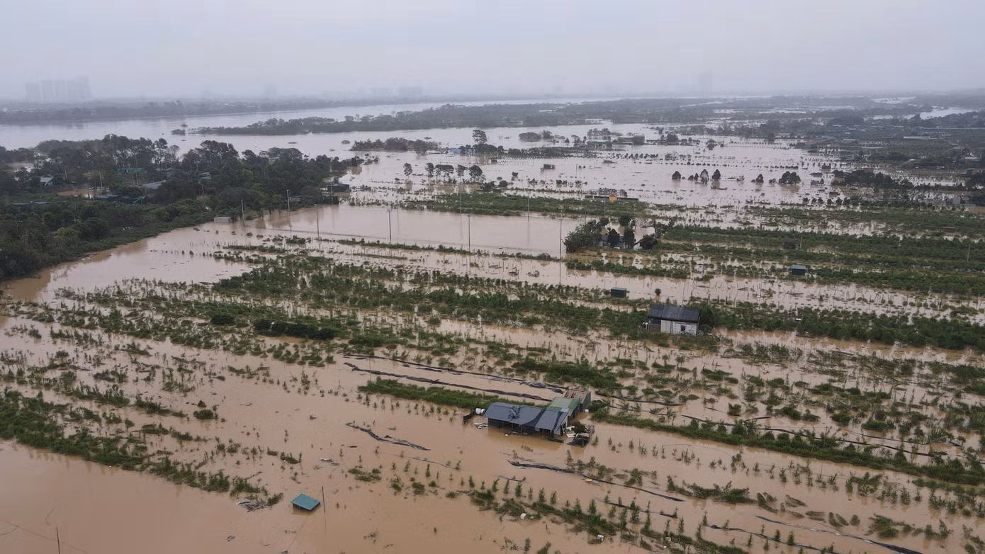 Làng hoa Phú Thượng cách đó không xa cũng không thoát khỏi cảnh biển nước tràn vào ruộng hoa.