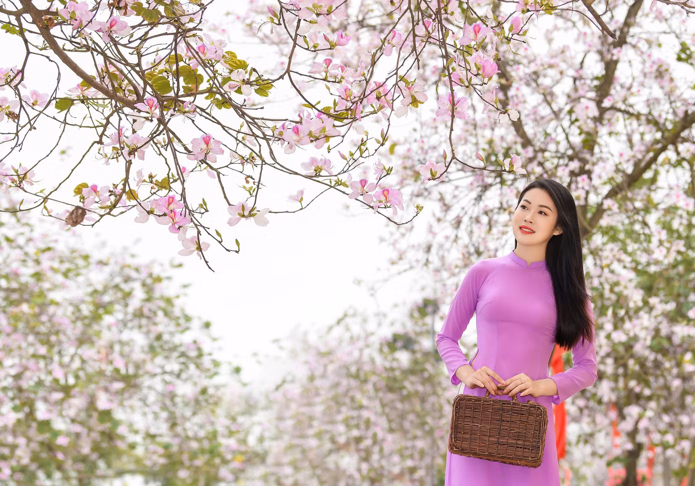 Vẻ đẹp nên thơ của con đường hoa ban. Ảnh: LÊ XUÂN BÁCH Vẻ đẹp nên thơ của con đường hoa ban. Ảnh: LÊ XUÂN BÁCH