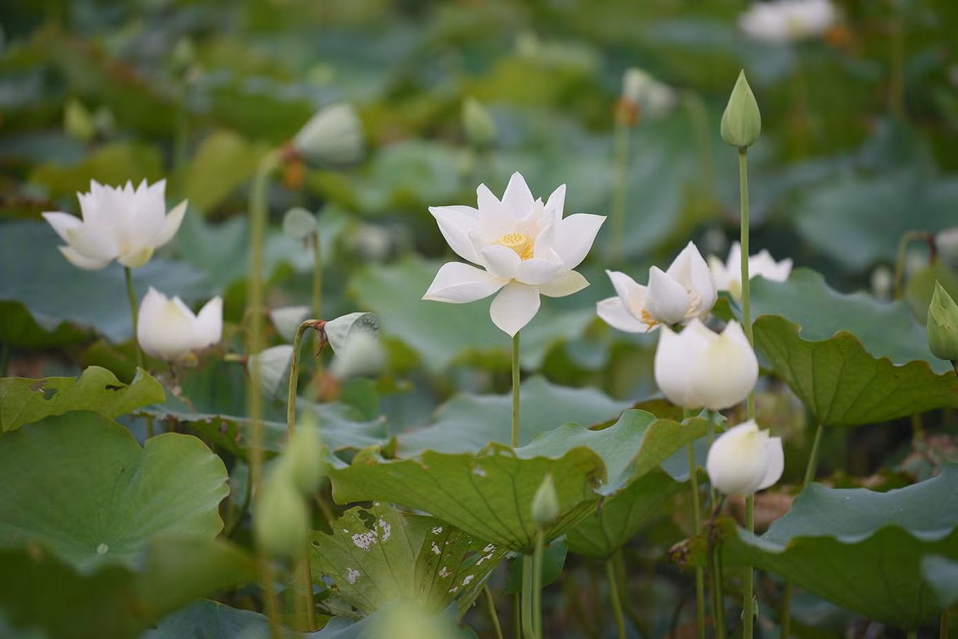Sen thường nở vào đầu Hạ (tháng Năm).