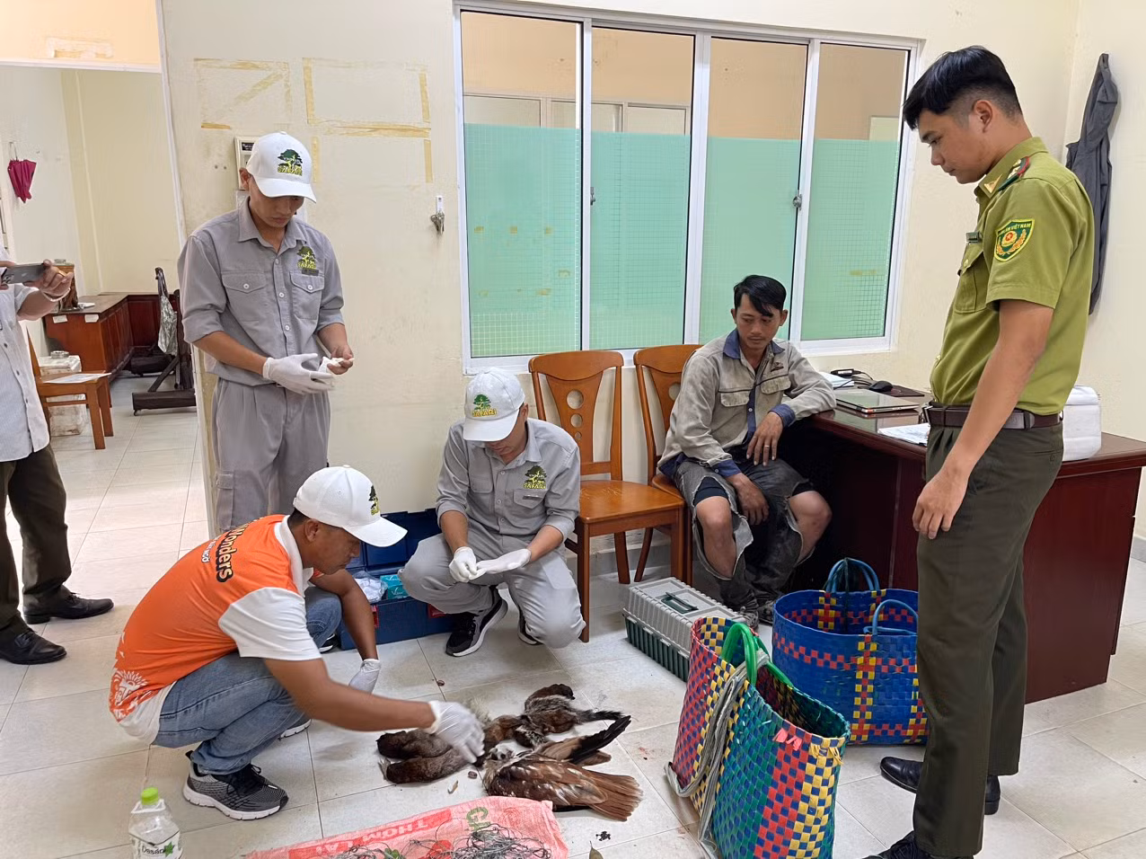 Lực lượng cứu hộ 2 cá thể chim quý bị thương nặng. Lực lượng cứu hộ 2 cá thể chim quý bị thương nặng.
