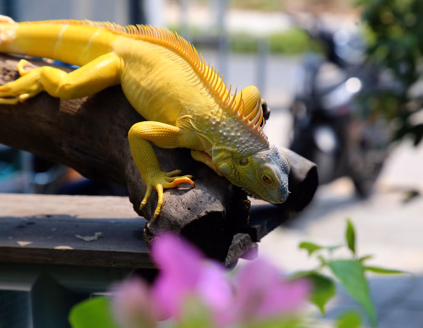 Hiện anh Đạt nhân giống bán những dòng phổ thông như Hypo, Abino, Green, Red… Trong đó, dòng Green, Red được bán số lượng nhiều nhất bởi hợp túi tiền của người chơi.