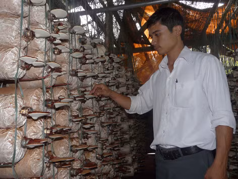 Mô hình trồng nấm của một cặp vợ chồng trẻ