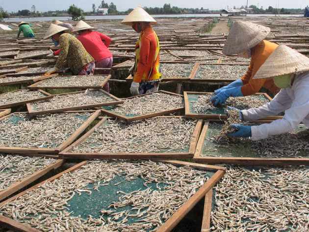 Hải sản được chế biến quy mô lớn