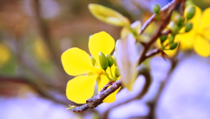 Một trong những điểm nhấn của đường hoa Xuân chính là những sắc mai vàng- loài cây mang đặc trưng Tết của người Đà Nẵng, miền Trung