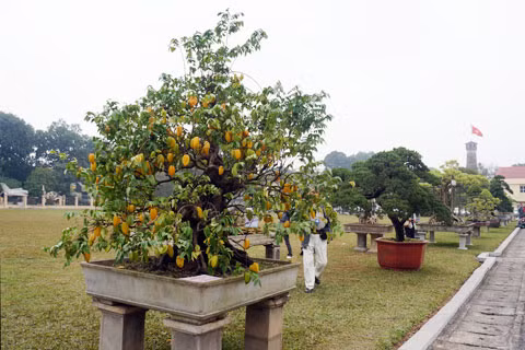 Cây khế sai trĩu quả
