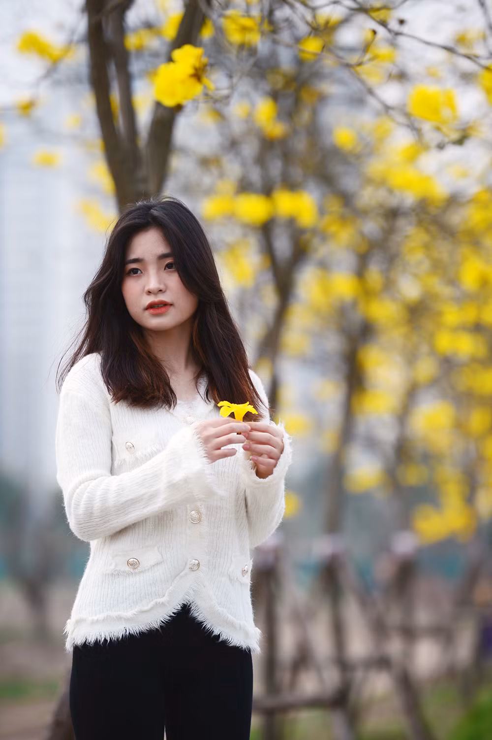 Đông đảo nữ sinh đến tham quan, chụp ảnh với sắc vàng hoa phong linh. Đông đảo nữ sinh đến tham quan, chụp ảnh với sắc vàng hoa phong linh.