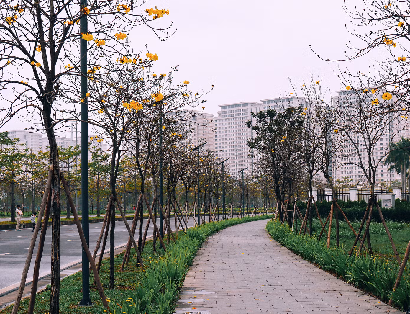 Cây hoa phong linh được trồng thẳng tắp.