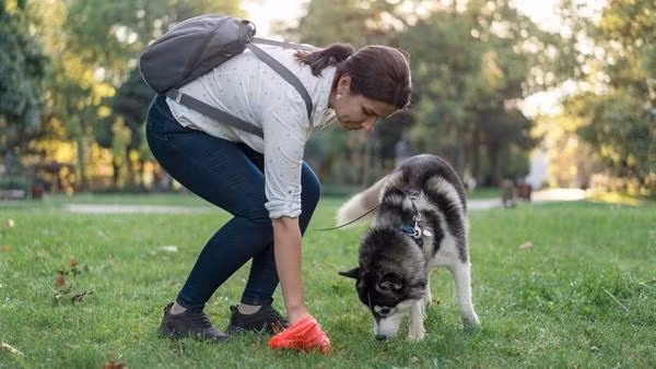 Rất nhiều nước có luật yêu cầu người chủ phải tự dọn chất thải nếu thú cưng của họ "đi bậy" ở nơi công cộng. Ảnh: BBC.