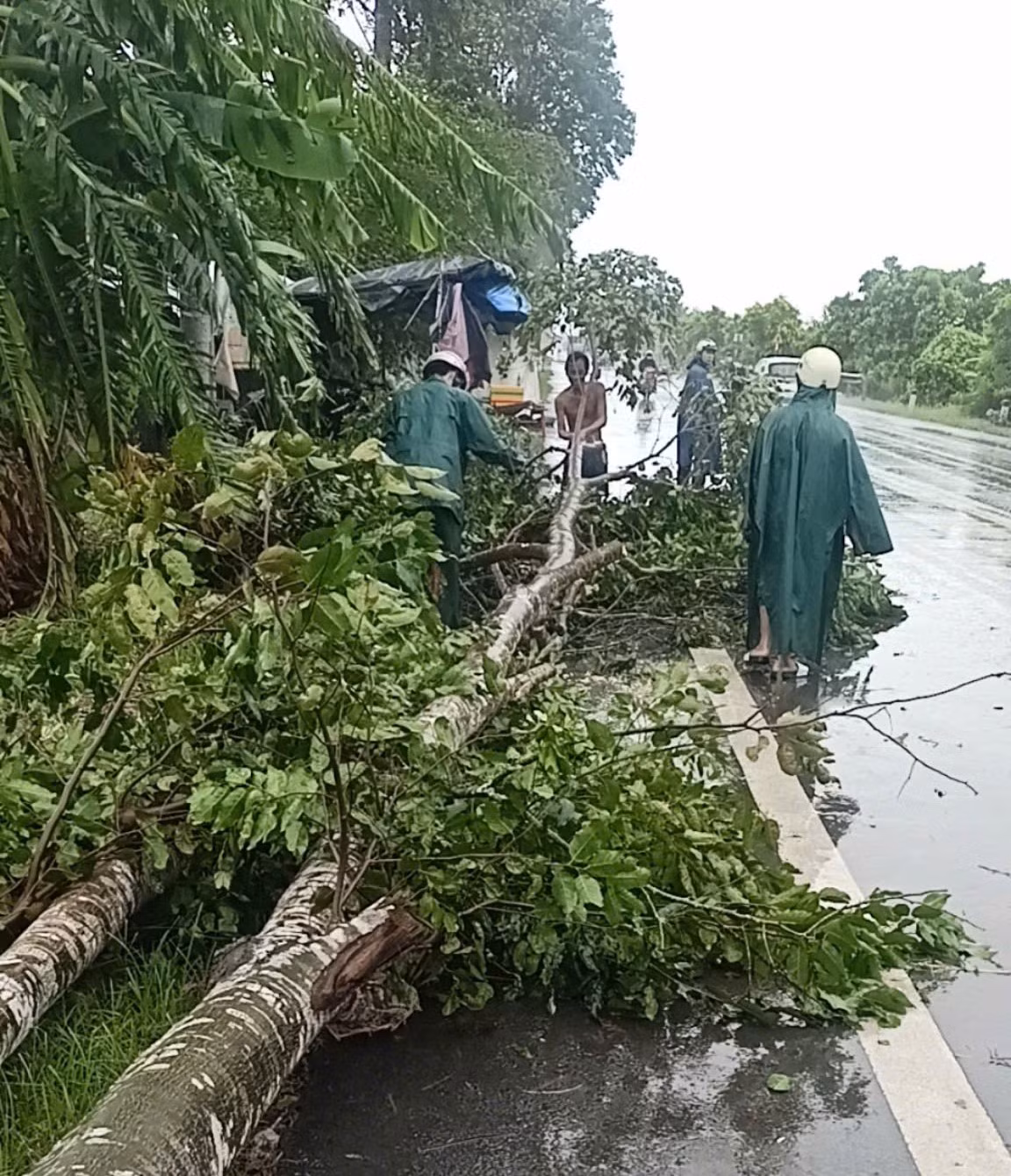 Nhiều cây xanh ngã đổ do gió lớn.