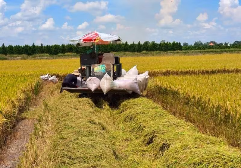Thu hoạch lúa ở Đồng bằng sông Cửu Long. Ảnh: CK