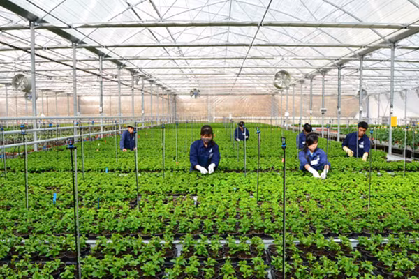 Cục Quản lý lao động ngoài nước đề nghị các doanh nghiệp không ký hợp đồng, hoặc tư vấn đưa người lao động đi làm việc tại Israel khi nước này đang có chiến sự. Cục Quản lý lao động ngoài nước đề nghị các doanh nghiệp không ký hợp đồng, hoặc tư vấn đưa người lao động đi làm việc tại Israel khi nước này đang có chiến sự.