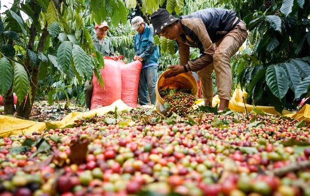Giá cà phê đang lập kỷ lục cao nhất 30 năm.