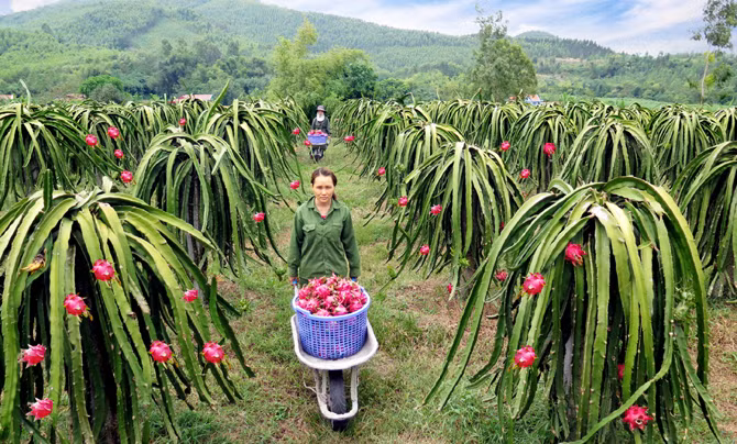 Nếu thanh long không kiểm soát dư lượng thuốc bảo vệ thực vật, nguy cơ bị đình chỉ xuất khẩu sang EU.