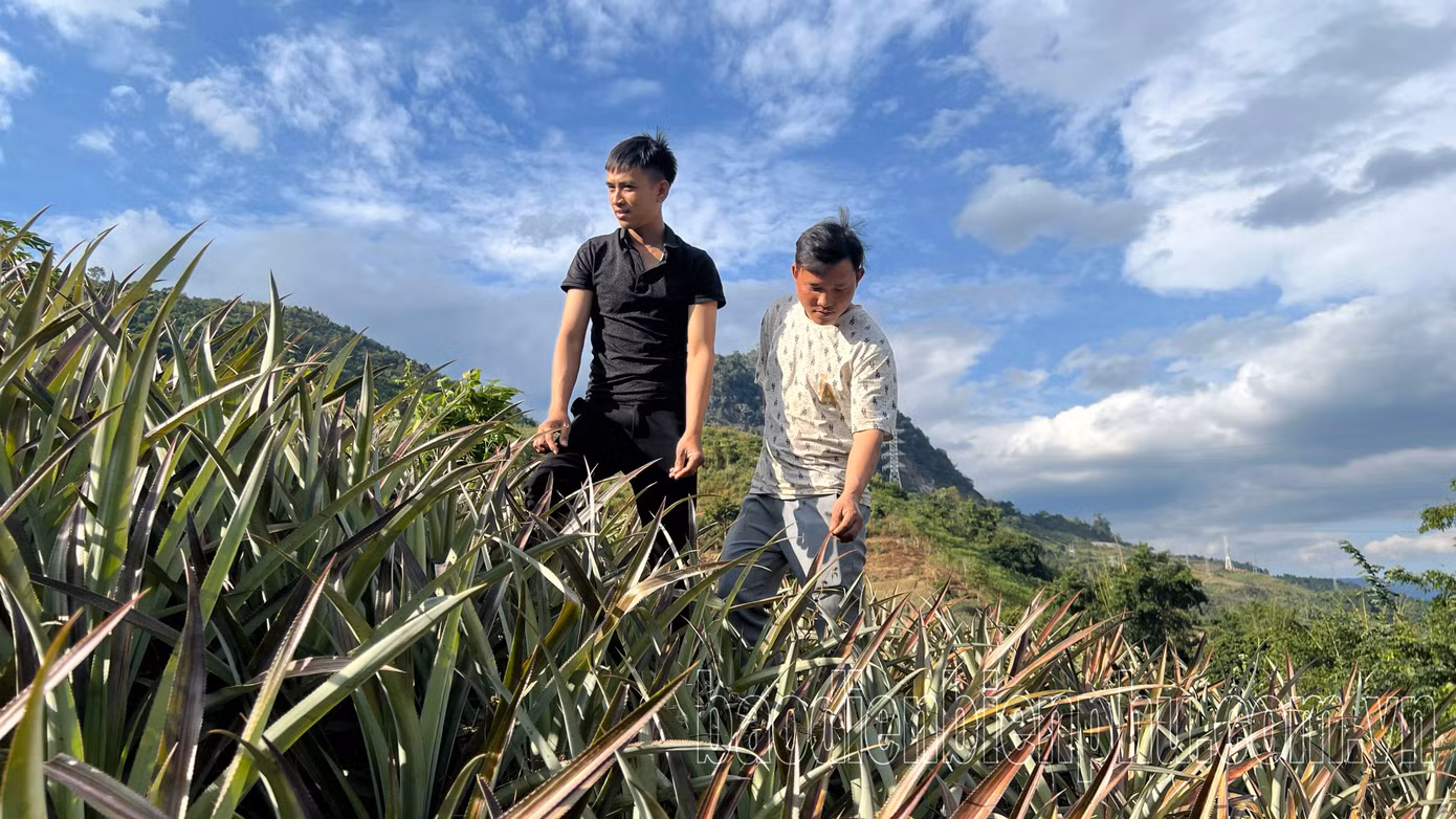 Người dân tại Na Sang đang có nhịp sống mới khởi sắc từ những quả dứa mọng vàng trên vùng đất khó. Người dân tại Na Sang đang có nhịp sống mới khởi sắc từ những quả dứa mọng vàng trên vùng đất khó.